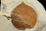 Fossil Leaf (Davidia) - Montana #165020-1